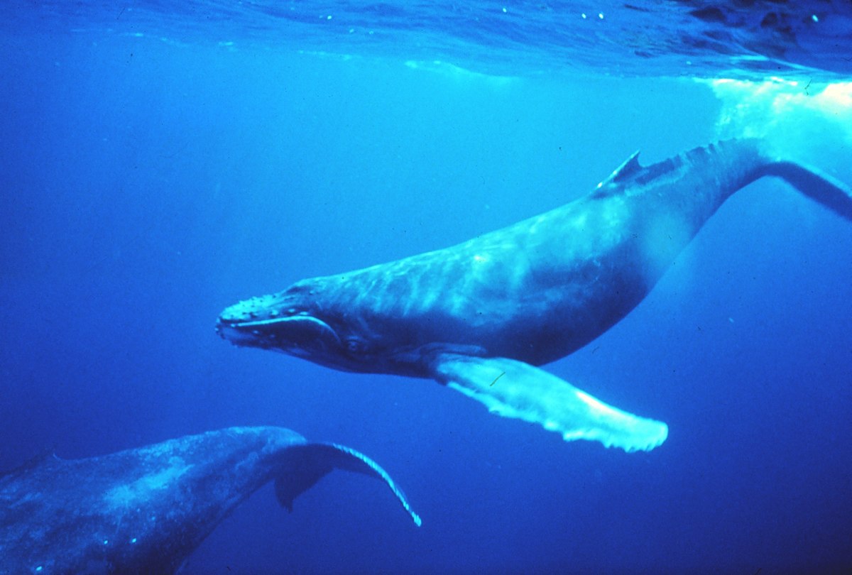 Foto: Wale, Quelle NOAA Photo Library sanc0602